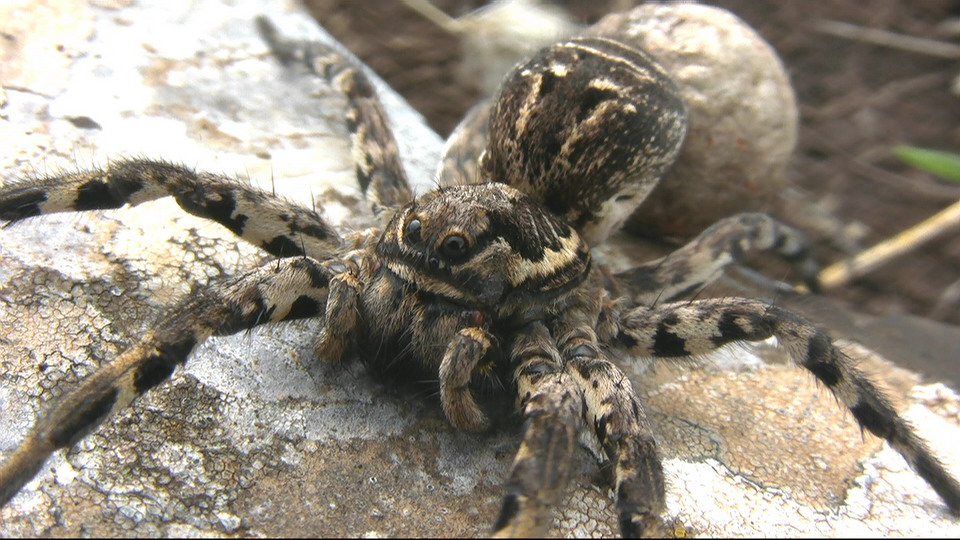 Lycosa tarantula con ovisacco - Gargano (FG)